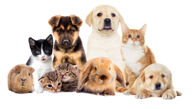 Pets Care & Nursery